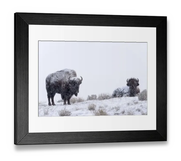 Framed Print : Two American Bisons (Bison bison) in the snow, Yellowstone National Park, Wyoming, United States Framed Print : Two American Bisons (Bison bison) in the snow, Yellowstone National Park, Wyoming, United States