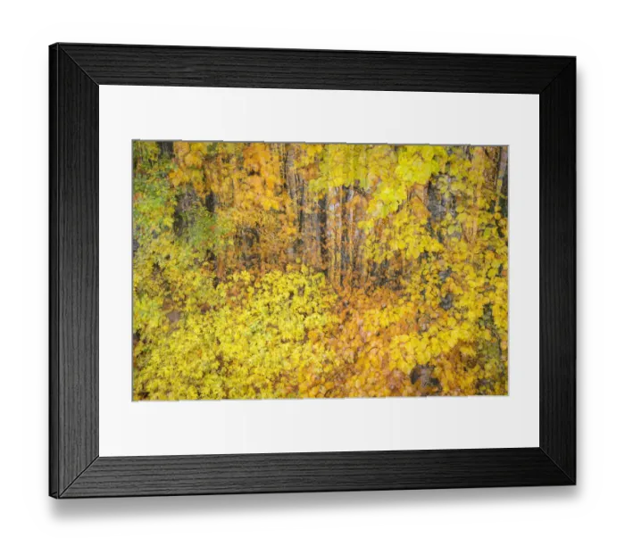 Framed Print : Trees with autumn leaves, Haute-Savoie, France Framed Print : Trees with autumn leaves, Haute-Savoie, France