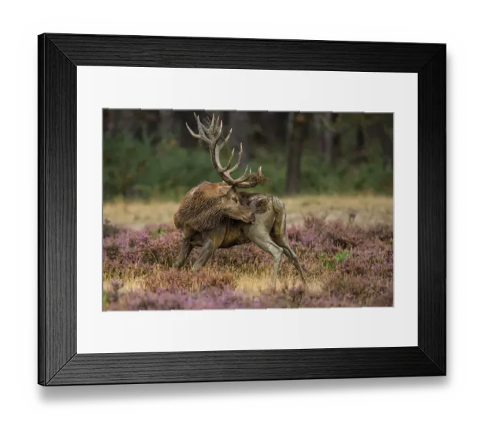 Framed Print : Red Deer (Cervus elaphus) licking its leg, Hoge Veluwe, Gelderland, The Netherlands Framed Print : Red Deer (Cervus elaphus) licking its leg, Hoge Veluwe, Gelderland, The Netherlands