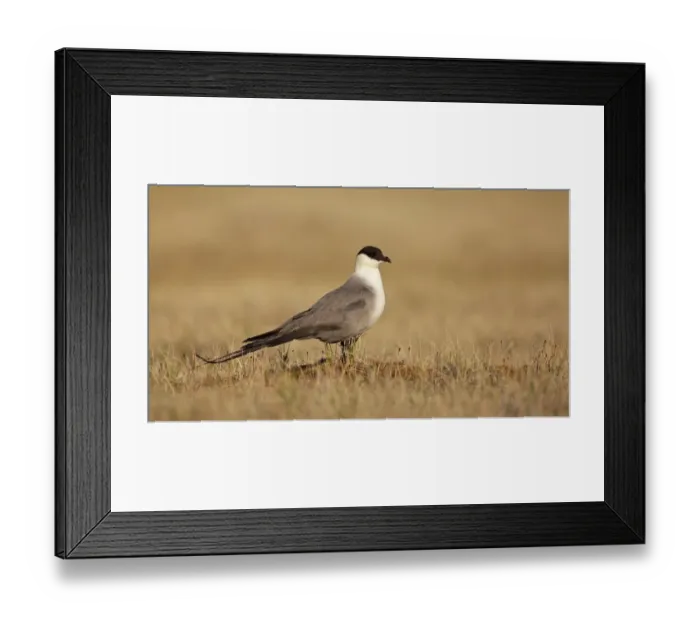 Framed Print : Long-tailed Skua (Stercorarius Longicaudus) standing on the tundra, North Slope, Point Barrow, Alaska, United States Framed Print : Long-tailed Skua (Stercorarius Longicaudus) standing on the tundra, North Slope, Point Barrow, Alaska, United States