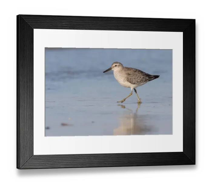 Framed Print : Red Knot (Calidris canutus) walking along the shoreline, beach IJmuiden, The Netherlands Framed Print : Red Knot (Calidris canutus) walking along the shoreline, beach IJmuiden, The Netherlands