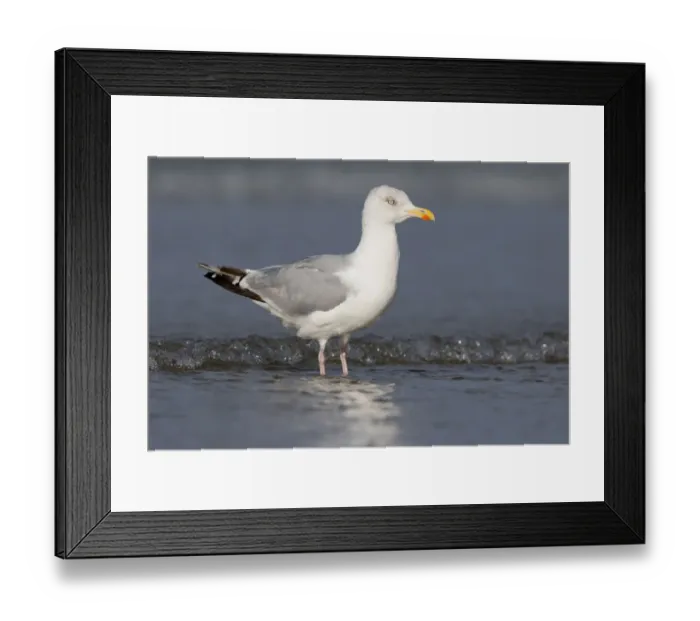 Framed Print : Herring Gull (Larus argetatus) standing along the shoreline, beach IJmuiden, The Netherlands Framed Print : Herring Gull (Larus argetatus) standing along the shoreline, beach IJmuiden, The Netherlands