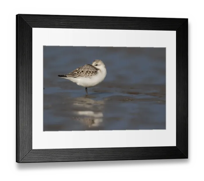 Framed Print : Sanderling (Calidris alba) resting on the beach, beach IJmuiden, The Netherlands Framed Print : Sanderling (Calidris alba) resting on the beach, beach IJmuiden, The Netherlands