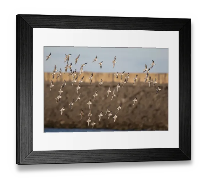 Framed Print : Sanderling (Calidris alba) group in flight over the south pier, beach IJmuiden, The Netherlands Framed Print : Sanderling (Calidris alba) group in flight over the south pier, beach IJmuiden, The Netherlands