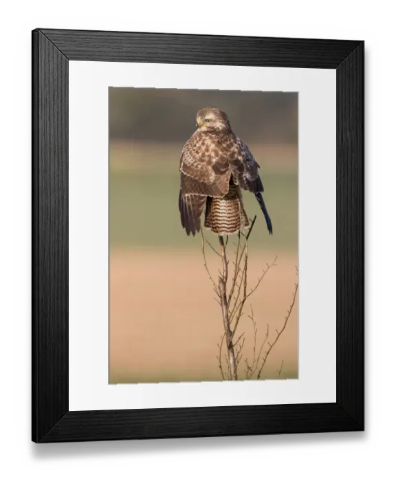 Framed Print : Common Buzzard (Buteo buteo) drying its wings, Horsterwold Flevoland, The Netherlands Framed Print : Common Buzzard (Buteo buteo) drying its wings, Horsterwold Flevoland, The Netherlands