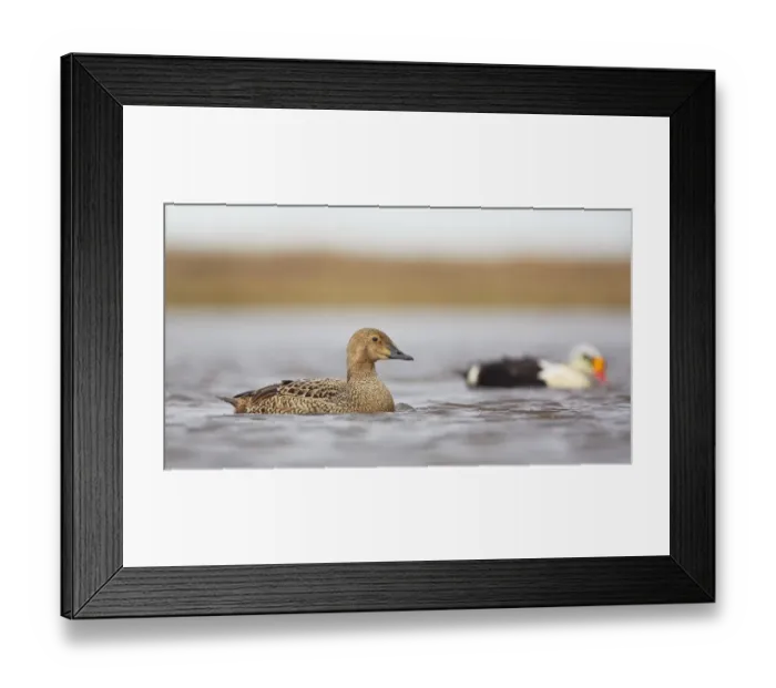 Framed Print : King Eider (Somateria Spectabilis) swimming on the tundra, North Slope, Point Barrow, Alaska, United States Framed Print : King Eider (Somateria Spectabilis) swimming on the tundra, North Slope, Point Barrow, Alaska, United States