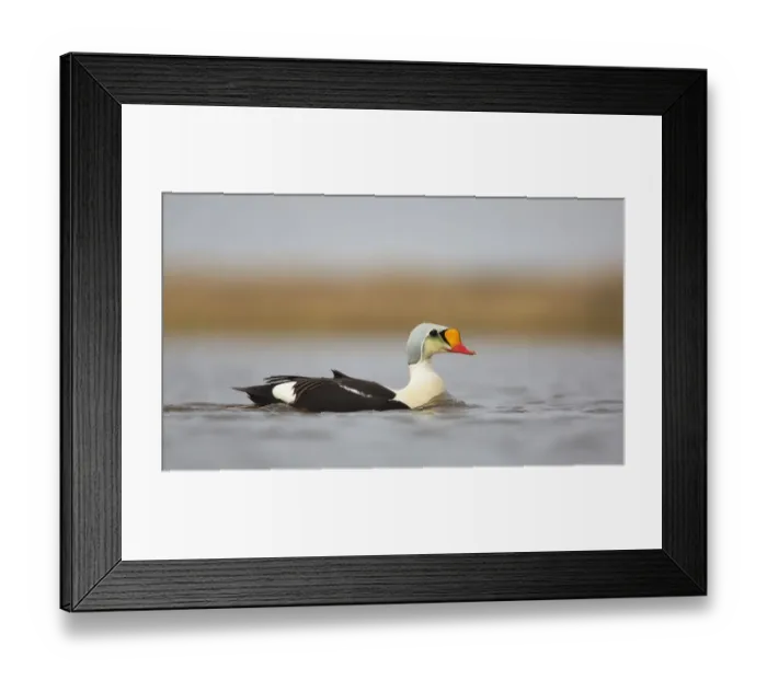 Framed Print : King Eider (Somateria Spectabilis) swimming on the tundra, North Slope, Point Barrow, Alaska, United States Framed Print : King Eider (Somateria Spectabilis) swimming on the tundra, North Slope, Point Barrow, Alaska, United States
