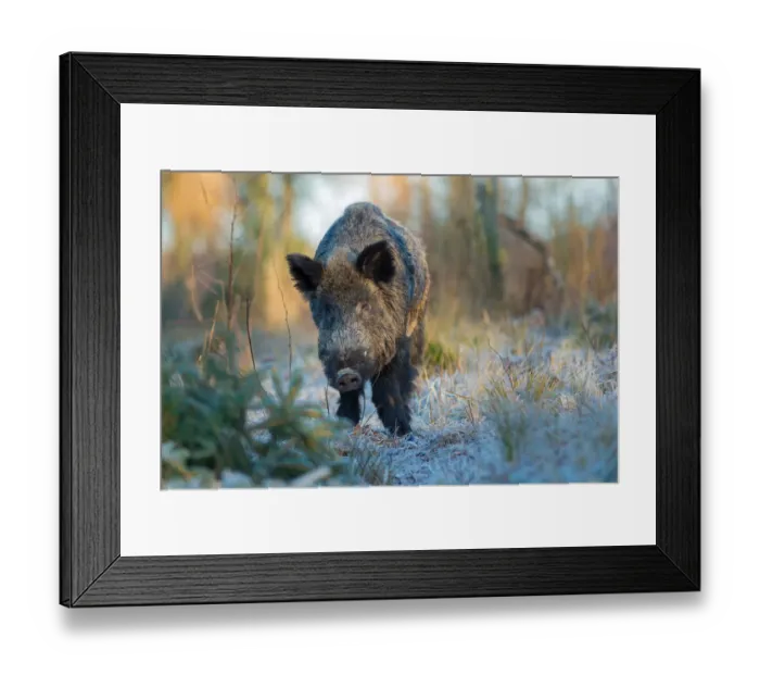 Framed Print : yes, Teutoburger wald, Melle, Niedersachsen, Germany Framed Print : yes, Teutoburger wald, Melle, Niedersachsen, Germany