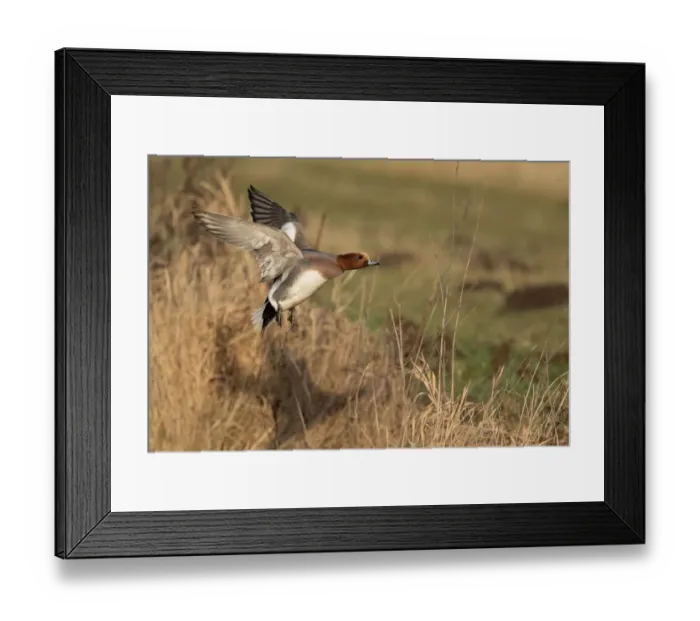 Framed Print : Eurasian Wigeon (Anas penelope) male in fligth over reed, polder Arkemheen, The Netherlands Framed Print : Eurasian Wigeon (Anas penelope) male in fligth over reed, polder Arkemheen, The Netherlands
