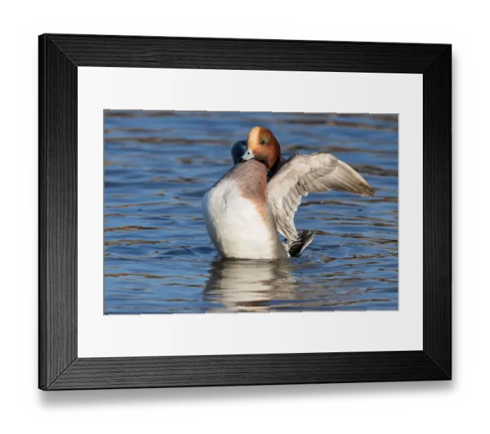 Framed Print : Eurasian Wigeon (Anas penelope) male flapping its wings, polder Arkemheen, The Netherlands Framed Print : Eurasian Wigeon (Anas penelope) male flapping its wings, polder Arkemheen, The Netherlands