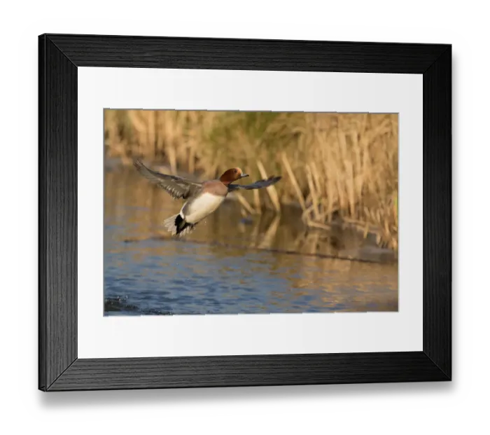 Framed Print : Eurasian Wigeon (Anas penelope) taking of from the water, polder Arkemheen, The Netherlands Framed Print : Eurasian Wigeon (Anas penelope) taking of from the water, polder Arkemheen, The Netherlands