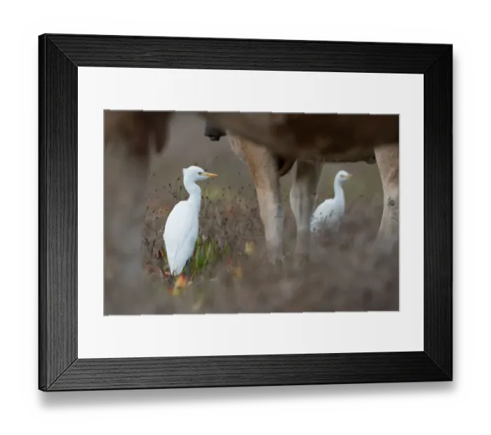 Framed Print : Cattle Egret (Bubulcus ibis) standing between cow legs in a dry field, Sagres Peninsula, Algarve, Portugal Framed Print : Cattle Egret (Bubulcus ibis) standing between cow legs in a dry field, Sagres Peninsula, Algarve, Portugal