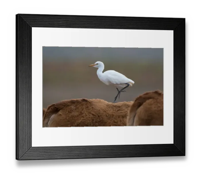 Framed Print : Cattle Egret (Bubulcus ibis) walking on the back of a cow, Algarve, Portugal Framed Print : Cattle Egret (Bubulcus ibis) walking on the back of a cow, Algarve, Portugal