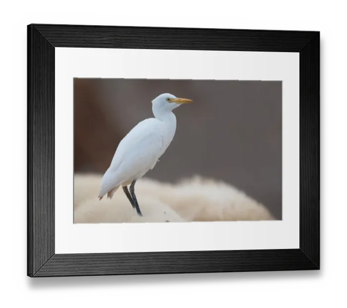 Framed Print : Cattle Egret (Bubulcus ibis) standing on the back of a sheep, Algarve, Portugal Framed Print : Cattle Egret (Bubulcus ibis) standing on the back of a sheep, Algarve, Portugal