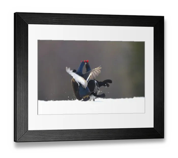 Framed Print : Black Grouse (Tetrao tetrix) showdown on ice during courtship, Kuusamo, Northern Ostrobothnia, Finland Framed Print : Black Grouse (Tetrao tetrix) showdown on ice during courtship, Kuusamo, Northern Ostrobothnia, Finland