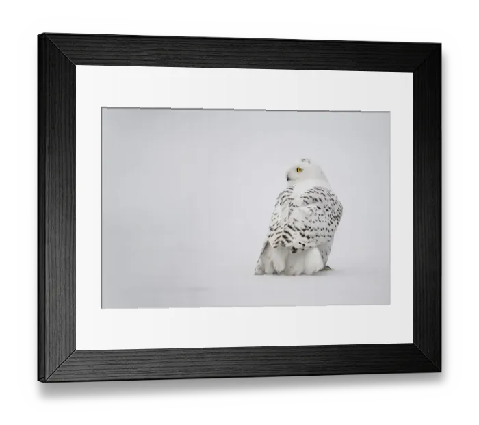 Framed Print : Snowy Owl (Bubo scandiacus) perched in the snow looking left, the Netherlands Framed Print : Snowy Owl (Bubo scandiacus) perched in the snow looking left, the Netherlands