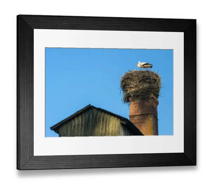 Framed Print : White stork (Ciconia ciconia) at nest built on barn chimney, Tartu region, Estonia Framed Print : White stork (Ciconia ciconia) at nest built on barn chimney, Tartu region, Estonia