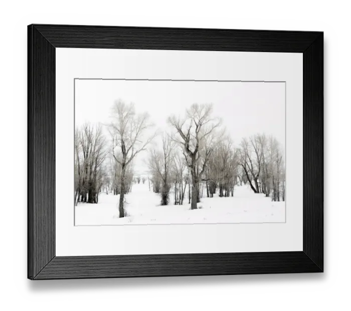 Framed Print : Stand of Cottonwood trees in snow on Gross Ventre Road Bridger, Teton National Forest, Wyoming, USA, Grand Teton National Park, Wyoming, USA Framed Print : Stand of Cottonwood trees in snow on Gross Ventre Road Bridger, Teton National Forest, Wyoming, USA, Grand Teton National Park, Wyoming, USA