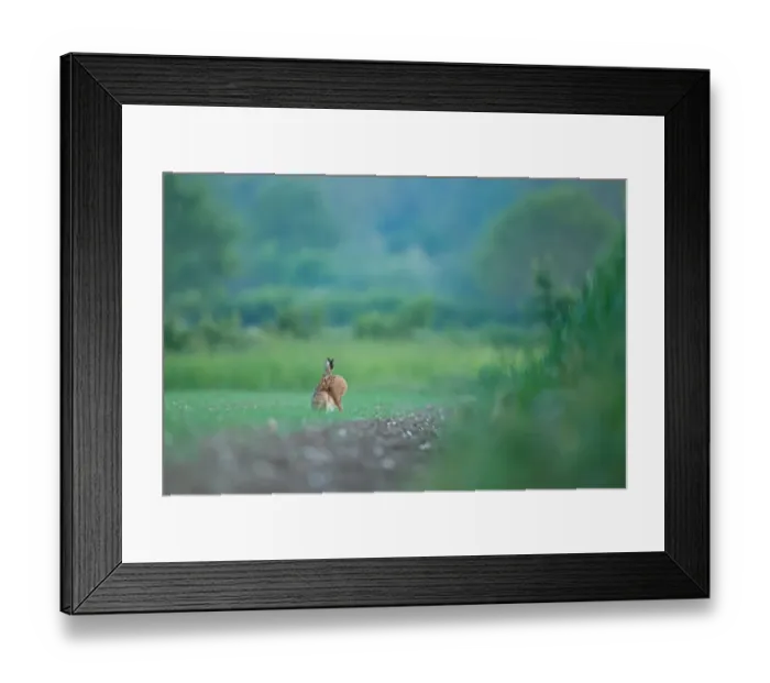 Framed Print : European Brown Hare pauses to groom in a field at dawn, Norfolk, England Framed Print : European Brown Hare pauses to groom in a field at dawn, Norfolk, England