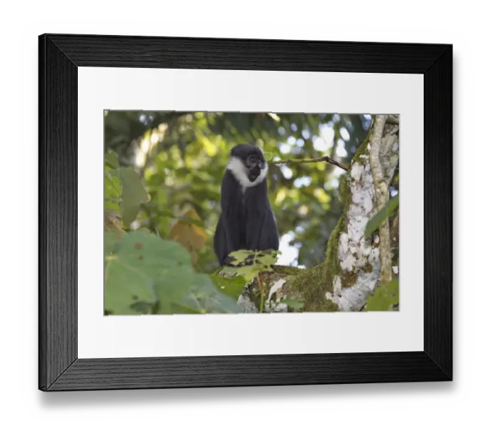 Framed Print : L Hoests Monkey (Cercopithecus lhoesti) sitting on tree trunk, Bigodi Wetland Sanctuary, Uganda Framed Print : L Hoests Monkey (Cercopithecus lhoesti) sitting on tree trunk, Bigodi Wetland Sanctuary, Uganda