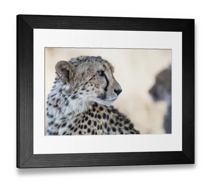 Framed Print : Cheetah (Acinonyx jubatus) looking around, Tiger Canyons GR, Free State, Sout Africa Framed Print : Cheetah (Acinonyx jubatus) looking around, Tiger Canyons GR, Free State, Sout Africa