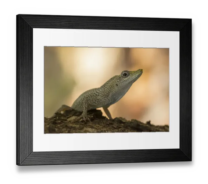 Framed Print : Grand Cayman Anole (Anolis conspersus) sitting on branch, Grand Cayman, Cayman islands Framed Print : Grand Cayman Anole (Anolis conspersus) sitting on branch, Grand Cayman, Cayman islands