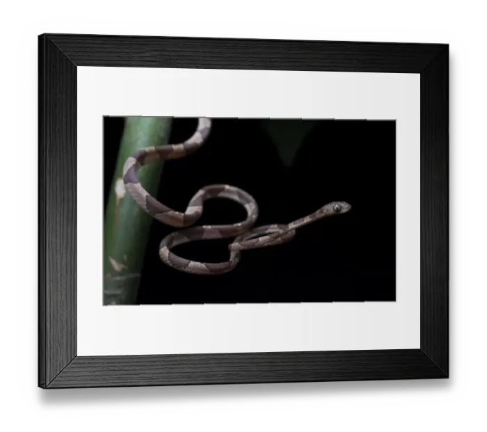 Framed Print : Hunting Blunthead tree snake (Imantodes cenchoa), Pico Bonito, Honduras Framed Print : Hunting Blunthead tree snake (Imantodes cenchoa), Pico Bonito, Honduras