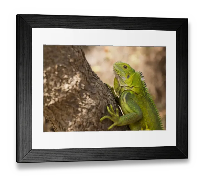 Framed Print : Subadult Lesser Antillean Iguana (Iguana delicatissima), St. Eustatius, Caribbean Netherlands