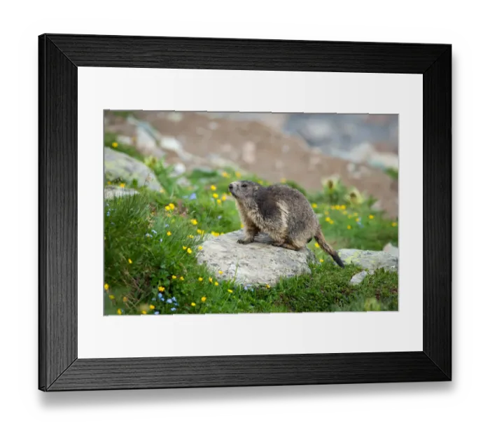 Framed Print : Alpine Marmot (Marmota marmota) walking on a stone in a field of flowers, Belalp, Oberwallis, Switzerland Framed Print : Alpine Marmot (Marmota marmota) walking on a stone in a field of flowers, Belalp, Oberwallis, Switzerland