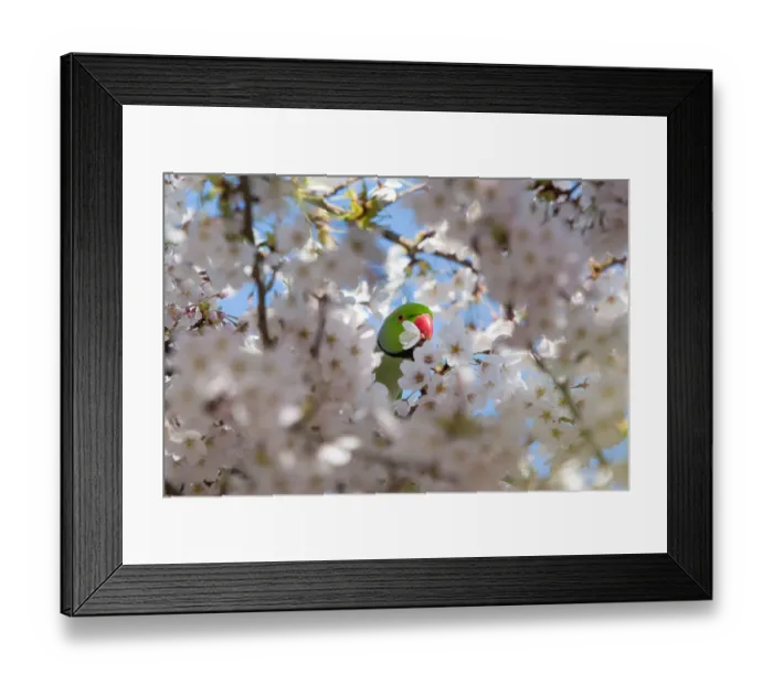 Framed Print : Rose-ringed parakeet or Ring-necked parakeet (Psittacula krameri) feeding on the nectar in the flowers of the Wild Cherry (prunus avium), Amsterdam, Zuid Holland, The Netherlands Framed Print : Rose-ringed parakeet or Ring-necked parakeet (Psittacula krameri) feeding on the nectar in the flowers of the Wild Cherry (prunus avium), Amsterdam, Zuid Holland, The Netherlands