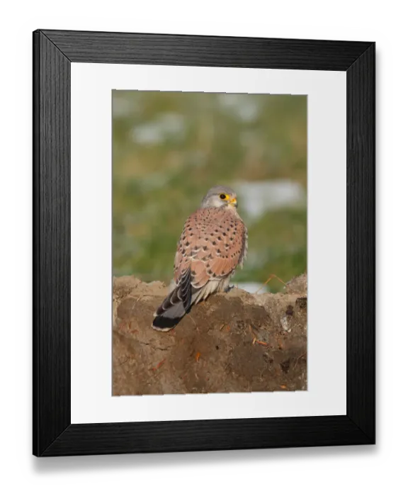 Framed Print : A male Common Kestrel (Falco tinnunculus) resting on a dirt wall, Zeeland, The Netherlands Framed Print : A male Common Kestrel (Falco tinnunculus) resting on a dirt wall, Zeeland, The Netherlands