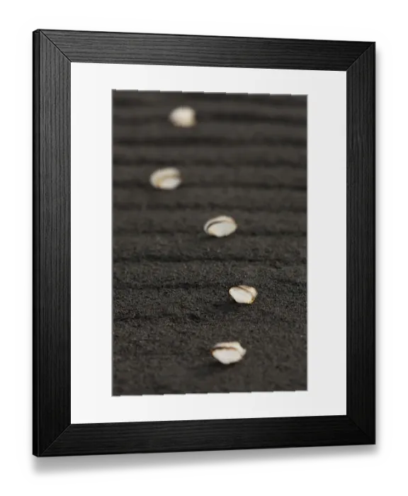 Framed Print : Arrangement of empty white shells on a black sandy beach rippled by the elements, Reynisfjara, Vik, Sudhurland, Iceland Framed Print : Arrangement of empty white shells on a black sandy beach rippled by the elements, Reynisfjara, Vik, Sudhurland, Iceland