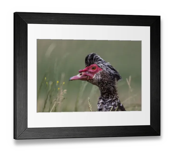 Framed Print : Muscovy Duck (Cairina moschata) portrait, Noord Brabant, Netherlands Framed Print : Muscovy Duck (Cairina moschata) portrait, Noord Brabant, Netherlands