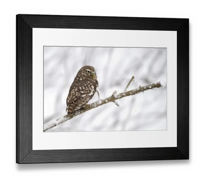 Framed Print : Little Owl (Athene Noctua) perched on a branch in the snow, Noordeinde, Gelderland, the Netherlands Framed Print : Little Owl (Athene Noctua) perched on a branch in the snow, Noordeinde, Gelderland, the Netherlands