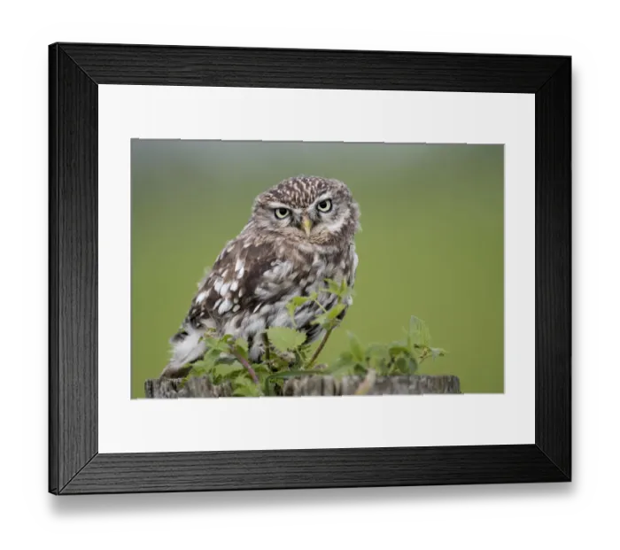 Framed Print : Little Owl (Athene noctua) perched on a pole looking at camera, Noordeinde, Gelderland, the Netherlands Framed Print : Little Owl (Athene noctua) perched on a pole looking at camera, Noordeinde, Gelderland, the Netherlands