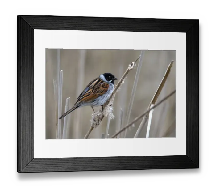 Framed Print : Reed Bunting (Emberiza Schoeniclus) male, perched on reedstem, Ketelhaven, Flevoland, the Netherlands Framed Print : Reed Bunting (Emberiza Schoeniclus) male, perched on reedstem, Ketelhaven, Flevoland, the Netherlands