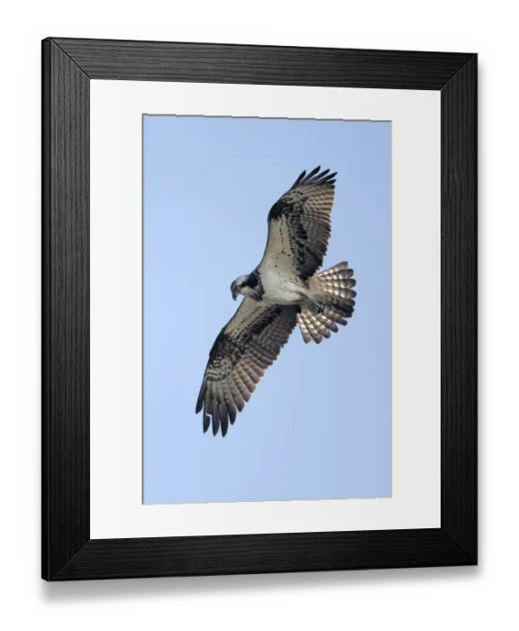 Framed Print : Osprey (Pandion Haliaetus) searching for fish, Kampen, Overijssel, the Netherlands Framed Print : Osprey (Pandion Haliaetus) searching for fish, Kampen, Overijssel, the Netherlands