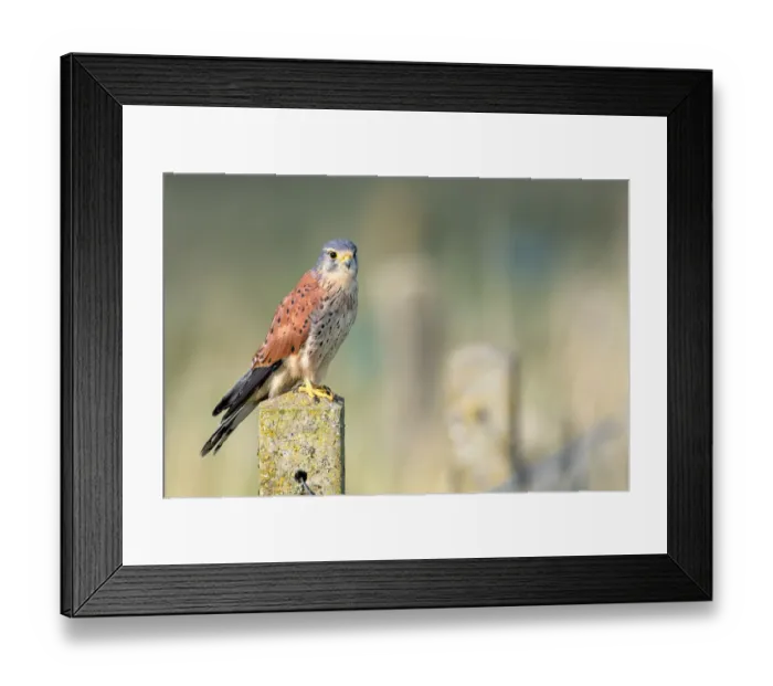 Framed Print : Common Kestrel (Falco tinnunculus) male perched on top of a stone fence post looking at camera, Overijssel, the Netherlands Framed Print : Common Kestrel (Falco tinnunculus) male perched on top of a stone fence post looking at camera, Overijssel, the Netherlands