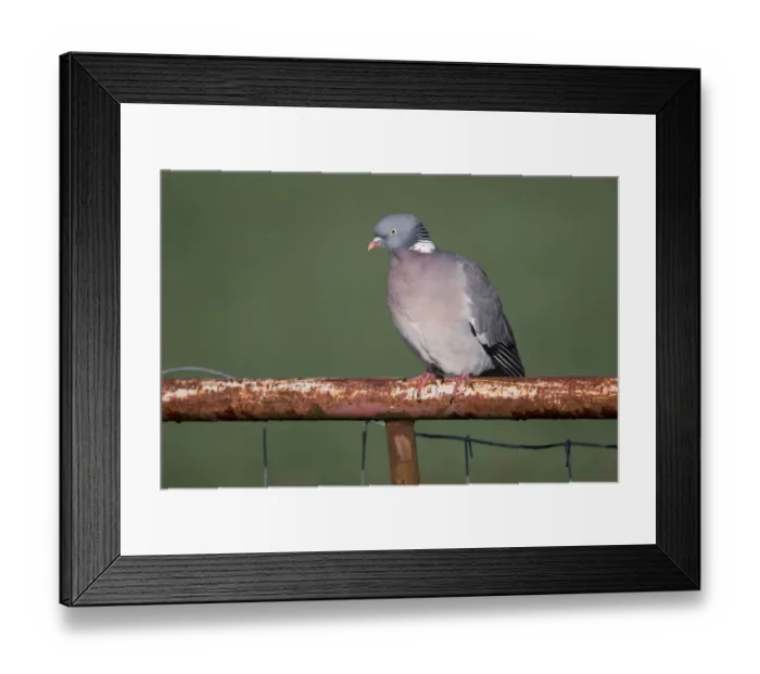 Framed Print : Wood Pigeon (Columba palumbus) perched on a fence, polder Arkemheen, The Netherlands Framed Print : Wood Pigeon (Columba palumbus) perched on a fence, polder Arkemheen, The Netherlands