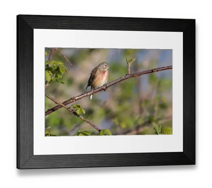 Framed Print : Common Linnet (Linaria cannabina) male perched on blackberry, Nuldernauw, Gelderland, The Netherlands Framed Print : Common Linnet (Linaria cannabina) male perched on blackberry, Nuldernauw, Gelderland, The Netherlands