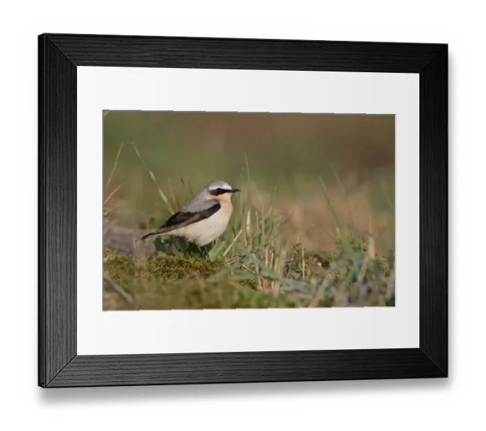 Framed Print : Northern Wheatear (Oenanthe oenanthe) male perched amidst vegetation, Nuldernauw, Gelderland, The Netherlands Framed Print : Northern Wheatear (Oenanthe oenanthe) male perched amidst vegetation, Nuldernauw, Gelderland, The Netherlands