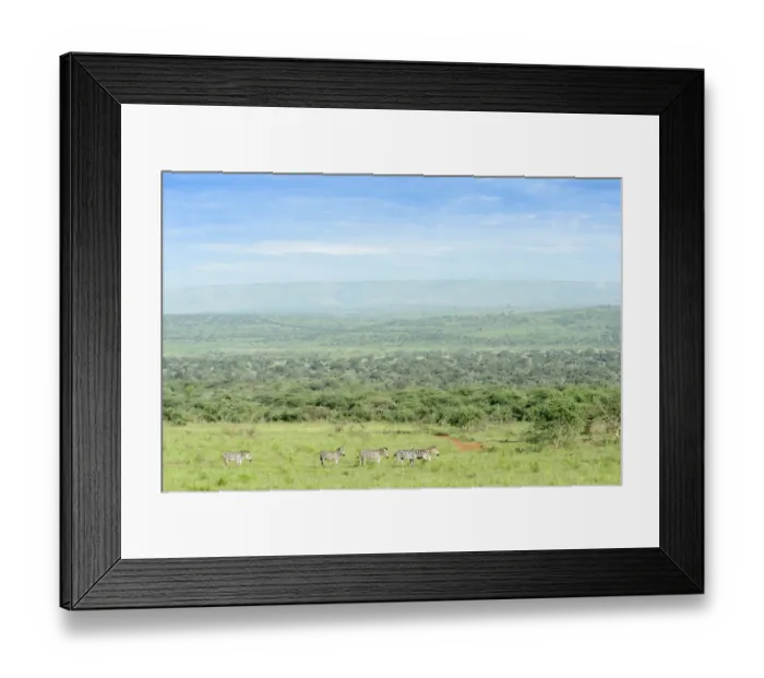 Framed Print : Plains zebra (Equus burchellii) walking in landscape, Akagera National Park, Rwanda, Akagera National Park, Rwanda Framed Print : Plains zebra (Equus burchellii) walking in landscape, Akagera National Park, Rwanda, Akagera National Park, Rwanda