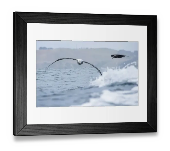 Framed Print : Wandering Albatross (Diomedea exulans) flying just above the waves followed by a Giant petrel and with the coast in the background, Hikurangi Marine Reserve, Kaikoura, New Zealand Framed Print : Wandering Albatross (Diomedea exulans) flying just above the waves followed by a Giant petrel and with the coast in the background, Hikurangi Marine Reserve, Kaikoura, New Zealand