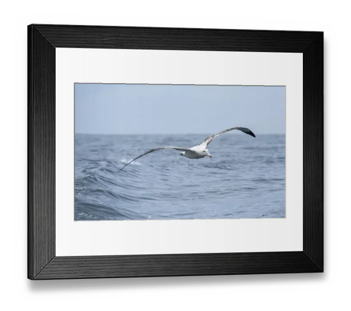 Framed Print : Wandering Albatross (Diomedea exulans) flying just above the waves, Hikurangi Marine Reserve, Kaikoura, New Zealand Framed Print : Wandering Albatross (Diomedea exulans) flying just above the waves, Hikurangi Marine Reserve, Kaikoura, New Zealand