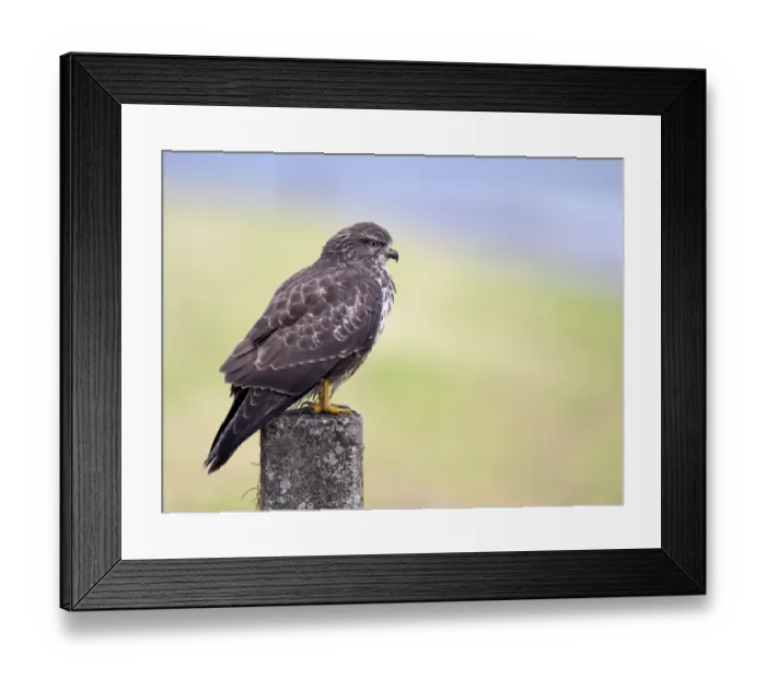 Framed Print : Common Buzzard (Buteo Buteo) looking around for food, Dronten, Flevoland, the Netherlands Framed Print : Common Buzzard (Buteo Buteo) looking around for food, Dronten, Flevoland, the Netherlands