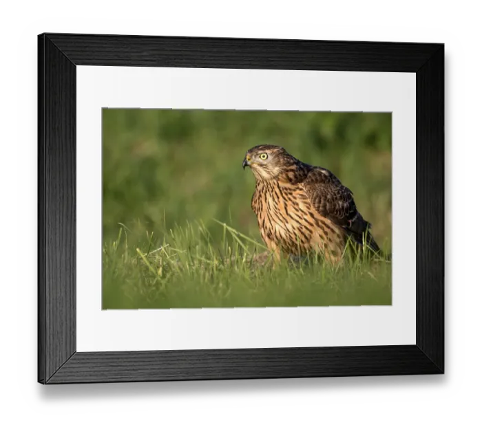 Framed Print : Northern Goshawk (Accipiter Gentilis) perched in a meadow looking at camera, Wezep, Gelderland, the Netherlands Framed Print : Northern Goshawk (Accipiter Gentilis) perched in a meadow looking at camera, Wezep, Gelderland, the Netherlands