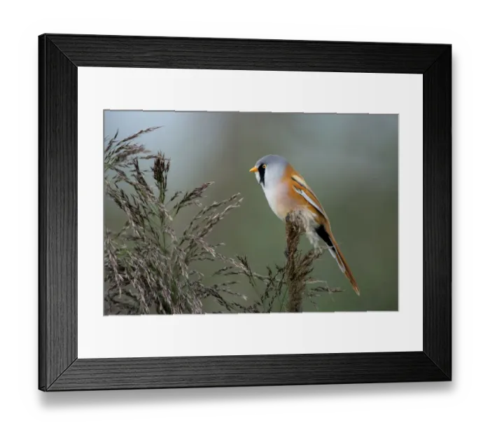 Framed Print : Bearded Tit (Panurus Biarmicus) male perched on a reed stem looking left, Vossemeer, Dronten, Flevoland, the Netherlands Framed Print : Bearded Tit (Panurus Biarmicus) male perched on a reed stem looking left, Vossemeer, Dronten, Flevoland, the Netherlands