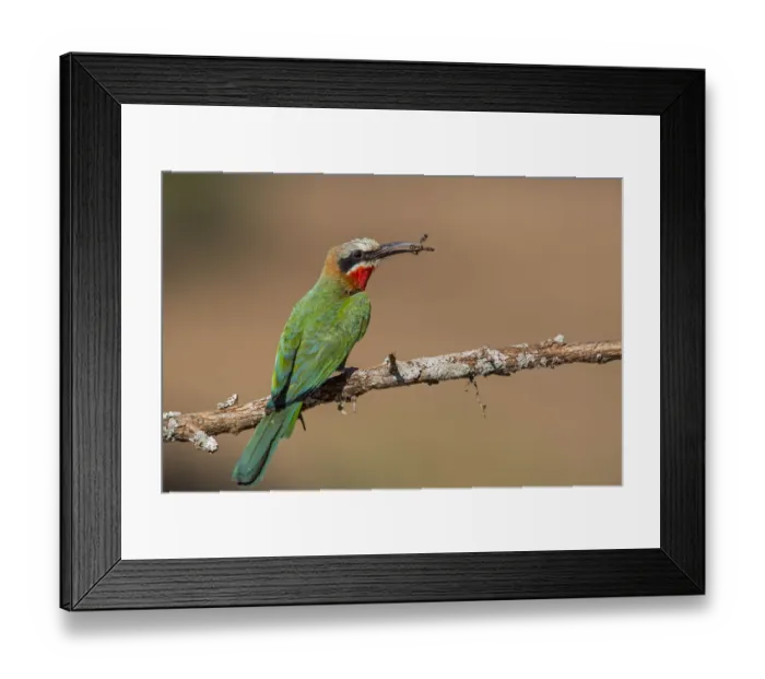 Framed Print : White-fronted Bee-eater (Merops bullockoides) sitting with prey on a branch, Zimanga GR, Kwa Zulu Natal, South Africa Framed Print : White-fronted Bee-eater (Merops bullockoides) sitting with prey on a branch, Zimanga GR, Kwa Zulu Natal, South Africa