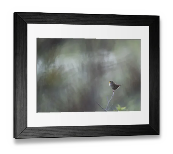 Framed Print : Eurasian wren (Troglodytes troglodytes) singing in colorful hazy ambiance with impressions of leaves and thornes formed by light shining through sea-buckthorn (Hippophae rhamnoides), Ameland, Friesland, The Netherlands Framed Print : Eurasian wren (Troglodytes troglodytes) singing in colorful hazy ambiance with impressions of leaves and thornes formed by light shining through sea-buckthorn (Hippophae rhamnoides), Ameland, Friesland, The Netherlands