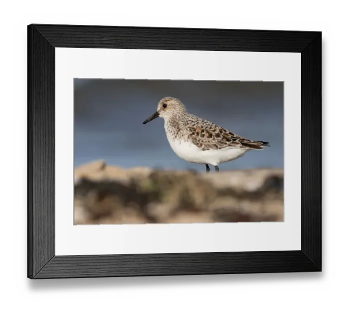 Framed Print : Sanderling (Calidris alba) standing along the sea, Texel, The Netherlands Framed Print : Sanderling (Calidris alba) standing along the sea, Texel, The Netherlands